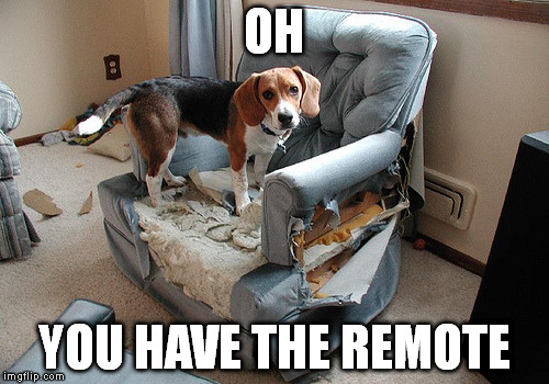 Mans best friend | OH YOU HAVE THE REMOTE | image tagged in meme,dogs | made w/ Imgflip meme maker