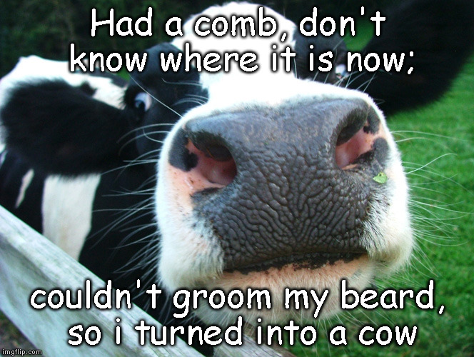 The Cow | Had a comb, don't know where it is now; couldn't groom my beard, so i turned into a cow | image tagged in fashion,animals,style,nature,wildlife,green | made w/ Imgflip meme maker