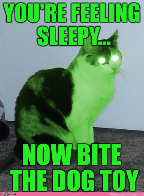 Hypno Raycat | YOU'RE FEELING SLEEPY... NOW BITE THE DOG TOY | image tagged in hypno raycat | made w/ Imgflip meme maker