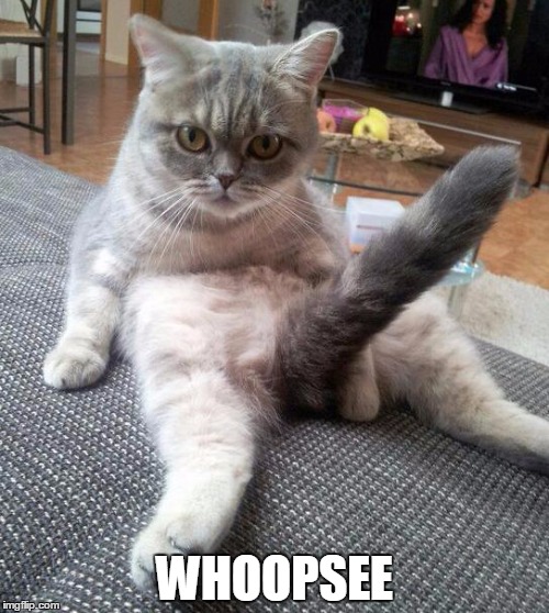 Sexy Cat | WHOOPSEE | image tagged in memes,sexy cat | made w/ Imgflip meme maker