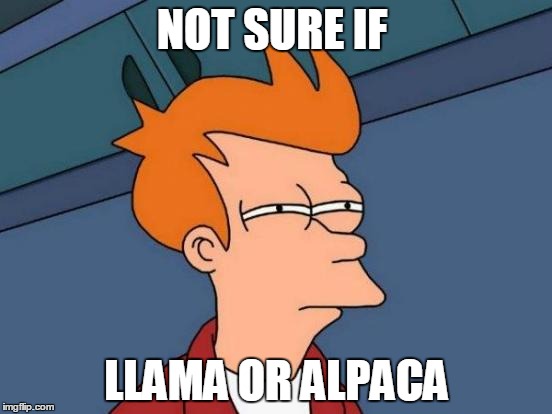 Futurama Fry Meme | NOT SURE IF LLAMA OR ALPACA | image tagged in memes,futurama fry | made w/ Imgflip meme maker