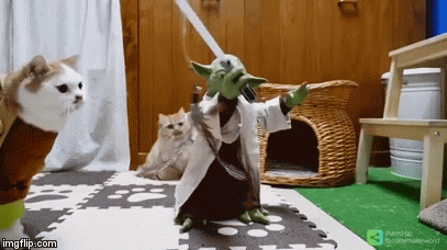 Tumamink Yoda GIF - Tumamink Yoda Cat - Discover & Share GIFs