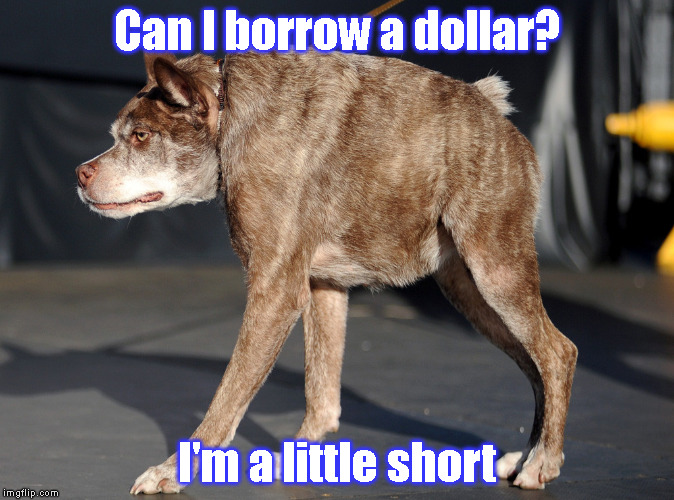 Spare some dough? | Can I borrow a dollar? I'm a little short | image tagged in dog,dogs,cute,short,height,money | made w/ Imgflip meme maker