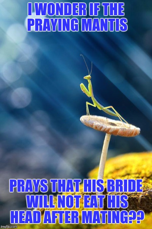 Deep Thoughts | I WONDER IF THE PRAYING MANTIS PRAYS THAT HIS BRIDE WILL NOT EAT HIS HEAD AFTER MATING?? | image tagged in praying mantis | made w/ Imgflip meme maker