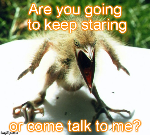 Come on over | Are you going to keep staring or come talk to me? | image tagged in bird,wildlife,sexy,woman,lady | made w/ Imgflip meme maker