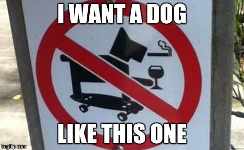 Man's Best Friend | I WANT A DOG LIKE THIS ONE | image tagged in man's best friend | made w/ Imgflip meme maker