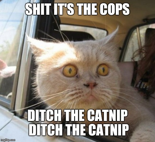 Scared Cat | SHIT IT'S THE COPS DITCH THE CATNIP DITCH THE CATNIP | image tagged in scared cat | made w/ Imgflip meme maker
