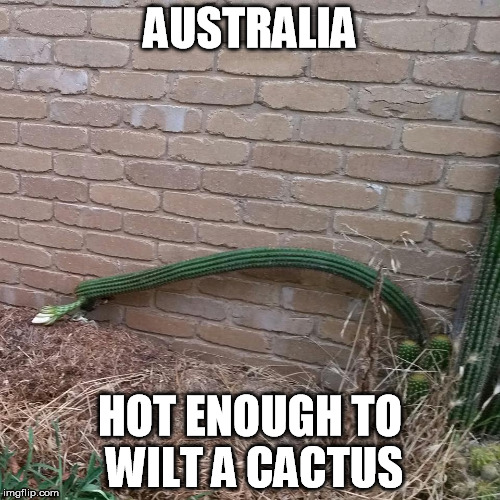 wilted cactus Australia | AUSTRALIA HOT ENOUGH TO WILT A CACTUS | image tagged in wilted cactus australia | made w/ Imgflip meme maker