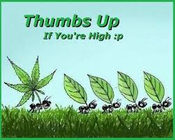 ants marijuana Blank Meme Template