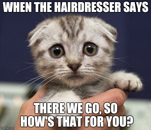 Scared Kitten | WHEN THE HAIRDRESSER SAYS THERE WE GO, SO HOW'S THAT FOR YOU? | image tagged in scared kitten | made w/ Imgflip meme maker
