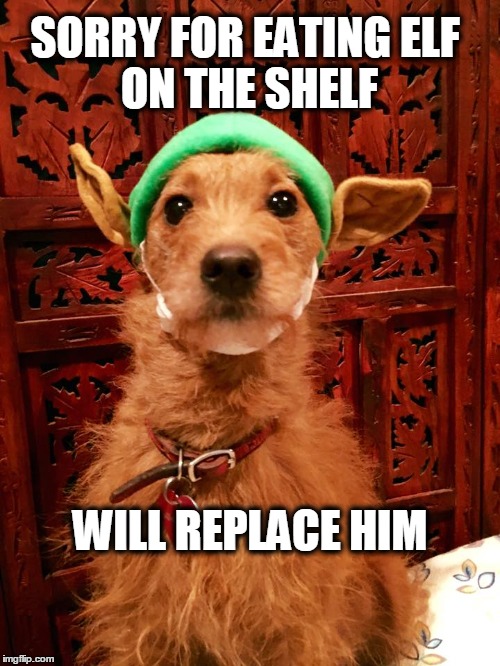 sorry for eating elf on the shelf | SORRY FOR EATINGELF ON THE SHELF WILL REPLACE HIM | image tagged in christmas,elf on the shelf,elf,dogs,funny dogs,sorry | made w/ Imgflip meme maker