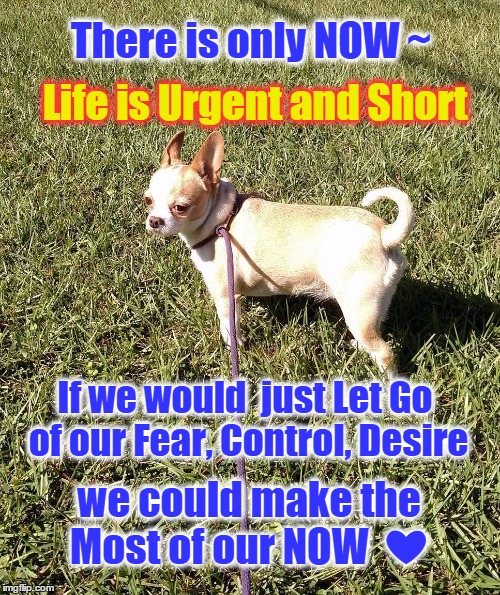 Now | There is only NOW ~ we could make the Most of our NOW  ❤ Life is Urgent and Short If we would  just Let Go of our Fear, Control, Desire | image tagged in smile,let go,fear,create | made w/ Imgflip meme maker
