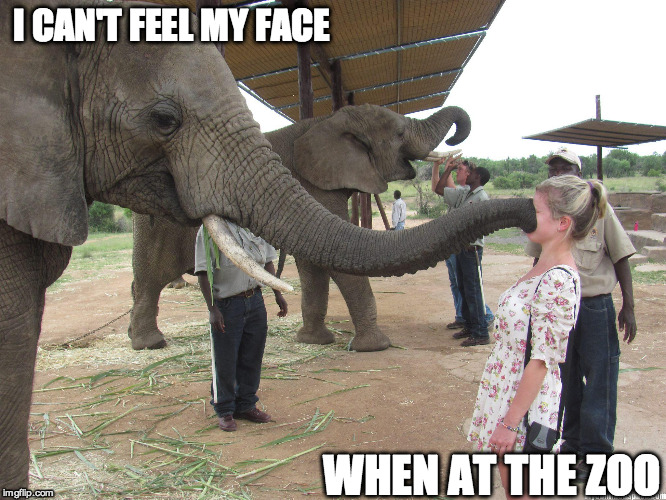 The Weeknd Outing | I CAN'T FEEL MY FACE WHEN AT THE ZOO | image tagged in music,pop music,elephant,funny | made w/ Imgflip meme maker