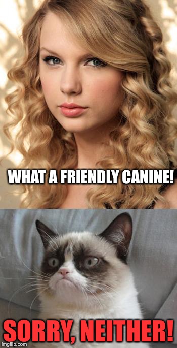 Grumpy Cat says "no" to Taylor Swift as NYC Global Welcome Ambas | WHAT A FRIENDLY CANINE! SORRY, NEITHER! | image tagged in grumpy cat says no to taylor swift as nyc global welcome ambas | made w/ Imgflip meme maker