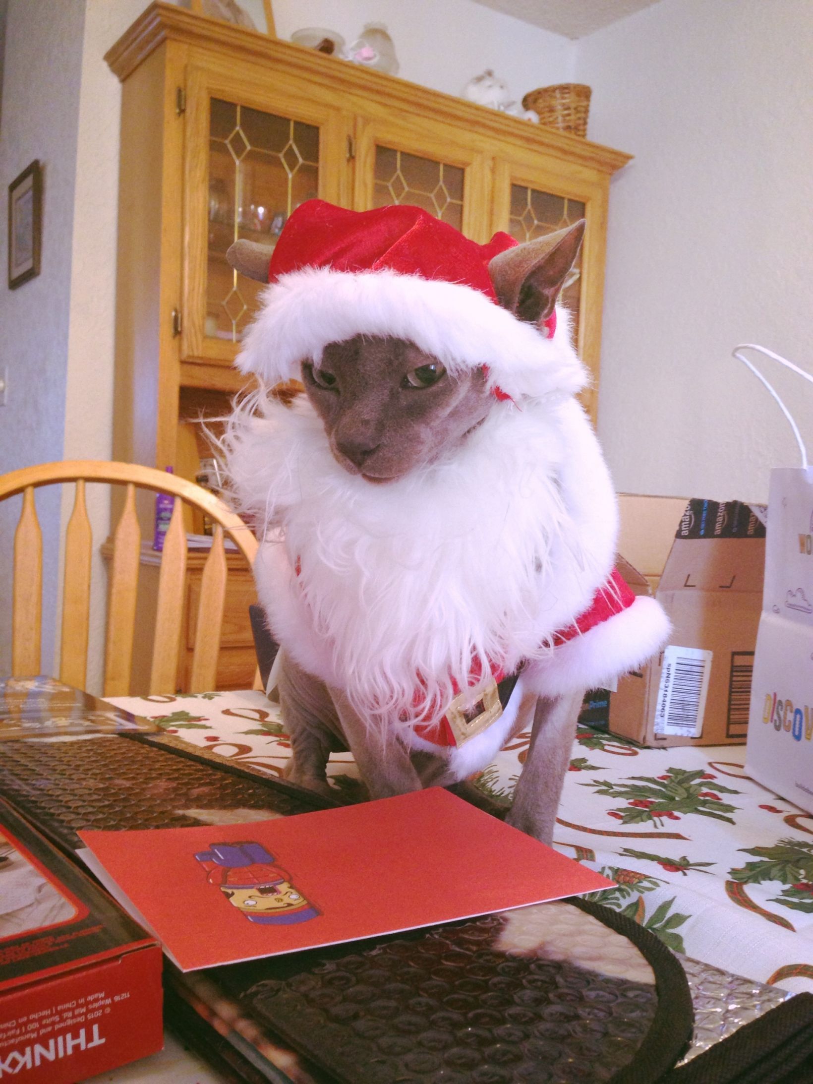 High Quality Angry Santa Cat Blank Meme Template