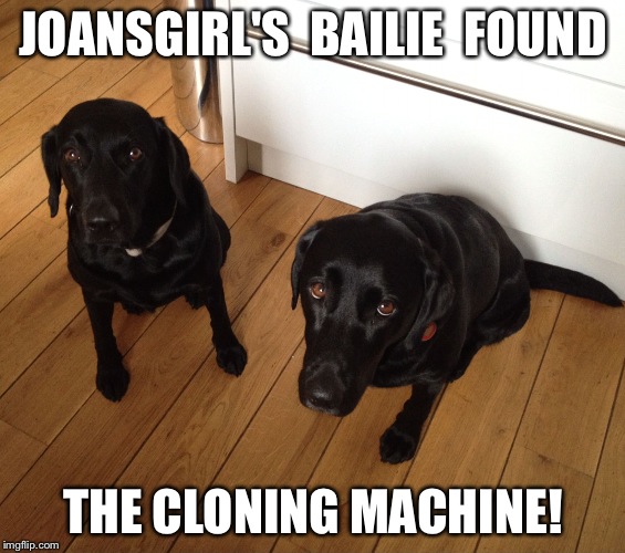 Black Labradors Imgflip