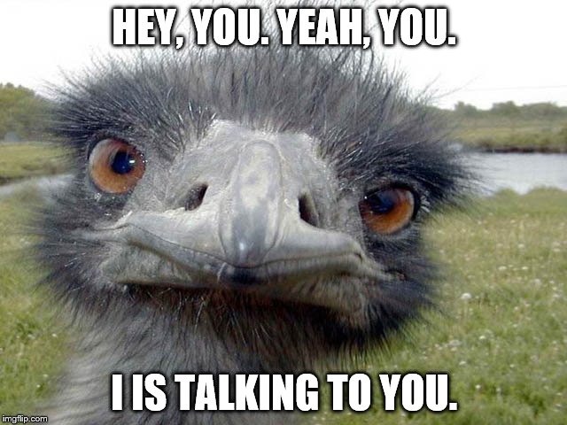 HEY, YOU. YEAH, YOU. I IS TALKING TO YOU. | image tagged in funny | made w/ Imgflip meme maker