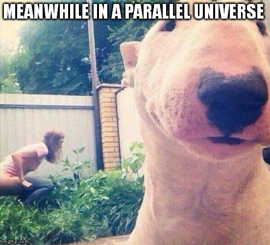 parallel universe | MEANWHILE IN A PARALLEL UNIVERSE | image tagged in meanwhile parallel universe | made w/ Imgflip meme maker