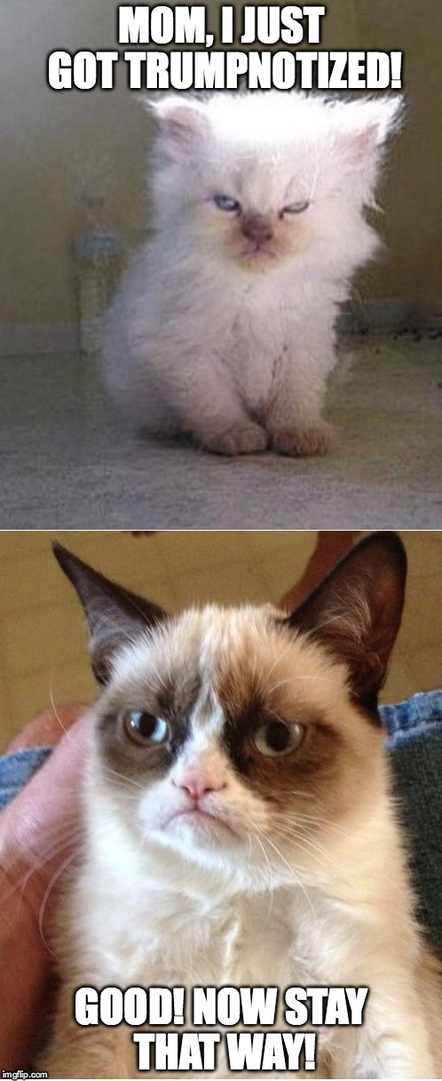 Grumpy Cats | MOM, I JUST GOT TRUMPNOTIZED! GOOD! NOW STAY THAT WAY! | image tagged in grumpy cats | made w/ Imgflip meme maker