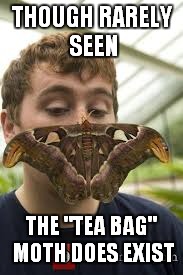 THOUGH RARELY SEEN THE "TEA BAG" MOTH DOES EXIST | made w/ Imgflip meme maker