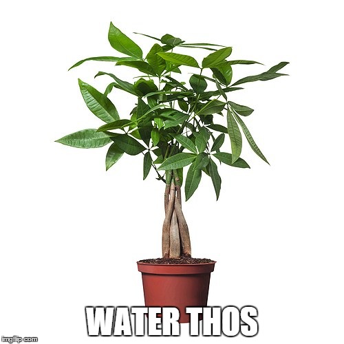 WATER THOS | image tagged in plant,what are those | made w/ Imgflip meme maker
