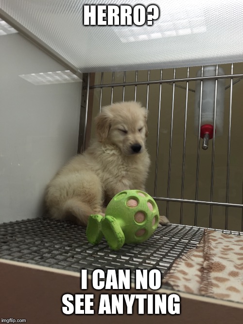 HERRO? I CAN NO SEE ANYTING | image tagged in dogs | made w/ Imgflip meme maker