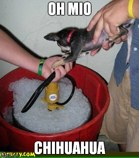 OH MIO CHIHUAHUA | made w/ Imgflip meme maker