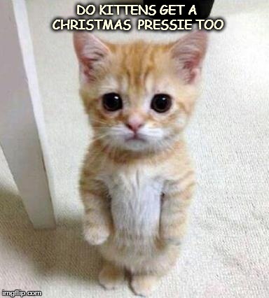 Cute Cat | DO KITTENS GET A CHRISTMAS  PRESSIE TOO | image tagged in cute cat | made w/ Imgflip meme maker