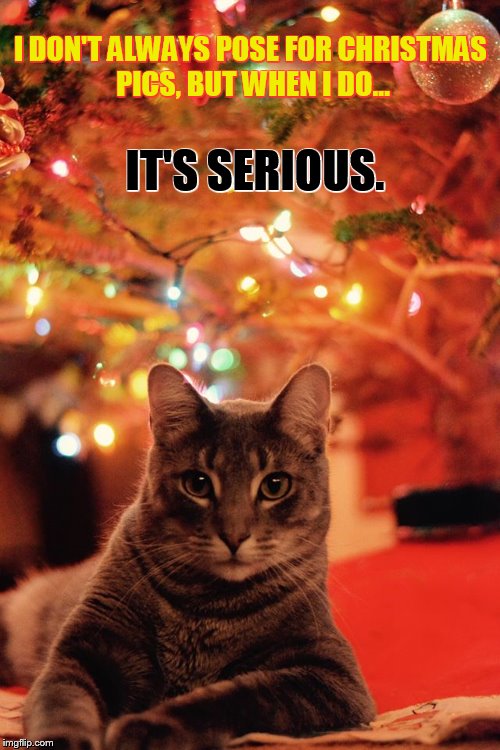 I DON'T ALWAYS POSE FOR CHRISTMAS PICS, BUT WHEN I DO... IT'S SERIOUS. | image tagged in cats | made w/ Imgflip meme maker