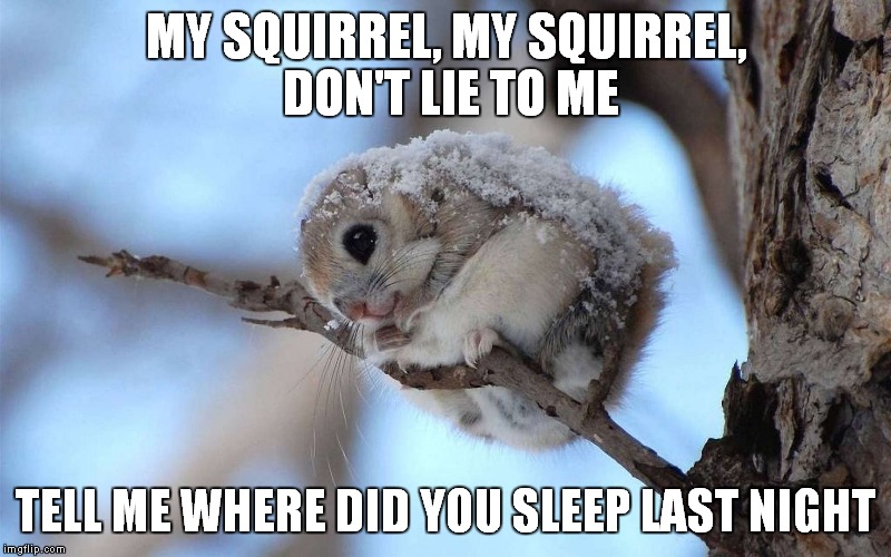 Squirrel Unplugged  | MY SQUIRREL, MY SQUIRREL, DON'T LIE TO ME TELL ME WHERE DID YOU SLEEP LAST NIGHT | image tagged in cute,squirrel,snow,nirvana | made w/ Imgflip meme maker