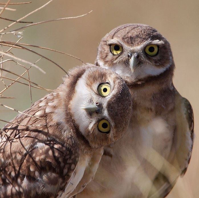 developer and root password Blank Meme Template