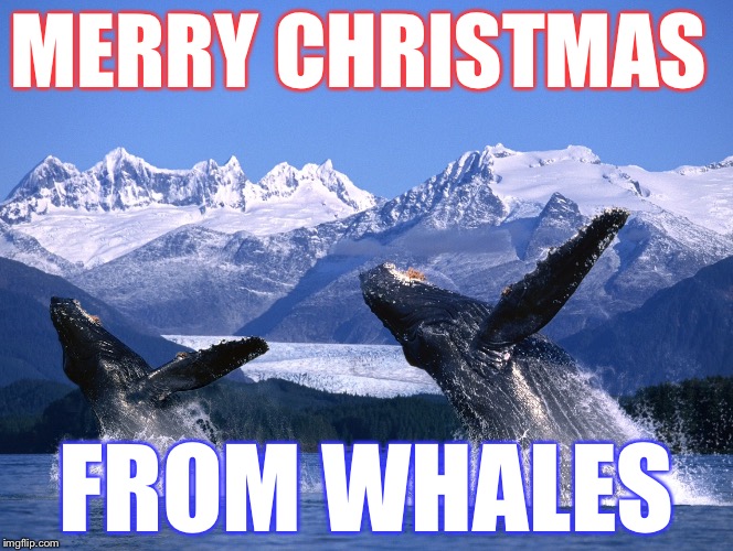 Whales breaching | MERRY CHRISTMAS FROM WHALES | image tagged in whales breaching | made w/ Imgflip meme maker