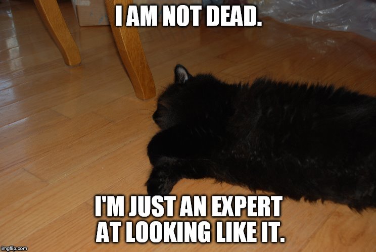 Lazy Cat | image tagged in lazy cat,tanlosh,memes | made w/ Imgflip meme maker