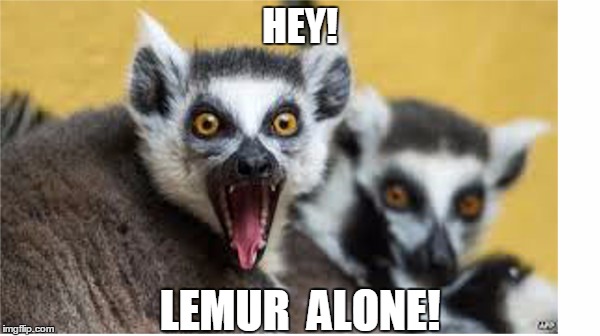 Lemur Alone | HEY! LEMUR  ALONE! | image tagged in memurs,lemur | made w/ Imgflip meme maker