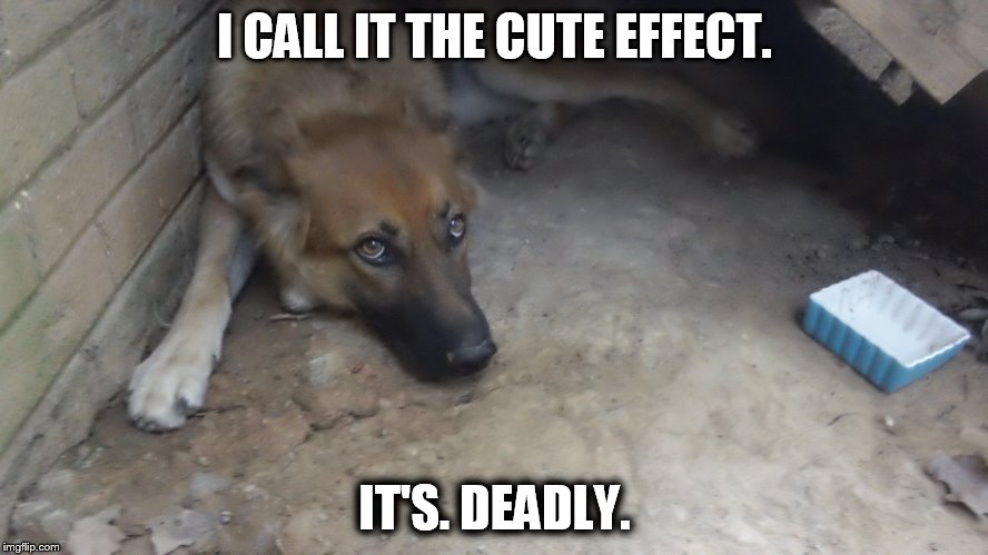 The Cute Effect | I CALL IT THE CUTE EFFECT. IT'S. DEADLY. | image tagged in cute dogs,pitiful dog | made w/ Imgflip meme maker