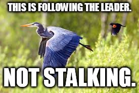 Follow the Leader | THIS IS FOLLOWING THE LEADER. NOT STALKING. | image tagged in memes,birds | made w/ Imgflip meme maker