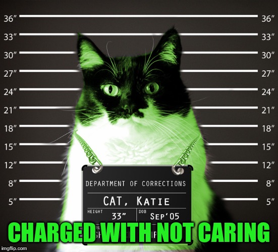 RayCat Incarcerated | CHARGED WITH NOT CARING | image tagged in raycat incarcerated | made w/ Imgflip meme maker