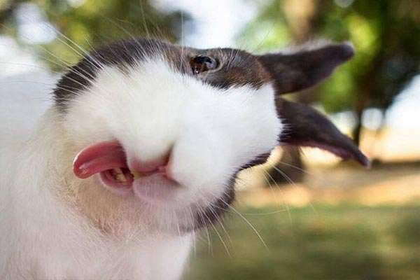 Coffee Rabbit Blank Meme Template