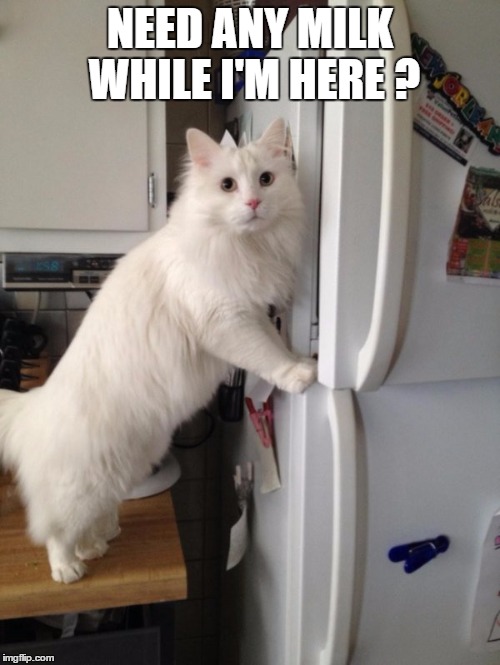 Need | NEED ANY MILK WHILE I'M HERE ? | image tagged in cats | made w/ Imgflip meme maker
