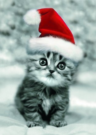 High Quality X-mas kitten Blank Meme Template