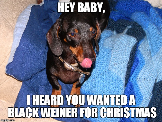 Frankie the Dachshund | HEY BABY, I HEARD YOU WANTED A BLACK WEINER FOR CHRISTMAS | image tagged in christmas,dog,dachshunds | made w/ Imgflip meme maker