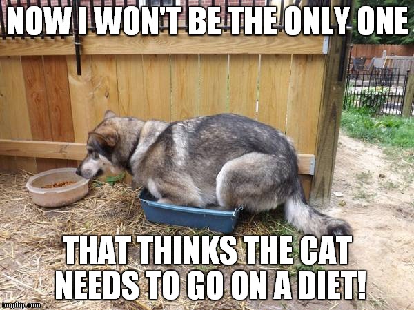 Don't steal the dogs food kitty | NOW I WON'T BE THE ONLY ONE THAT THINKS THE CAT NEEDS TO GO ON A DIET! | image tagged in dog vs cat,surprise,funny | made w/ Imgflip meme maker