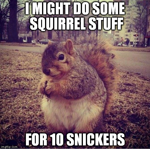Fat Squirrel | I MIGHT DO SOME SQUIRREL STUFF FOR 10 SNICKERS | image tagged in fat squirrel,memes,funny,squirrel,fat | made w/ Imgflip meme maker