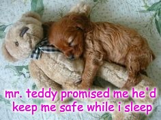 Sleep well  | mr. teddy promised me he'd keep me safe while i sleep | image tagged in cute puppies | made w/ Imgflip meme maker