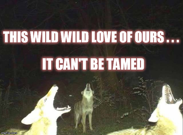 G.R.L | THIS WILD WILD LOVE OF OURS . . . IT CAN'T BE TAMED | image tagged in music,wildlife | made w/ Imgflip meme maker