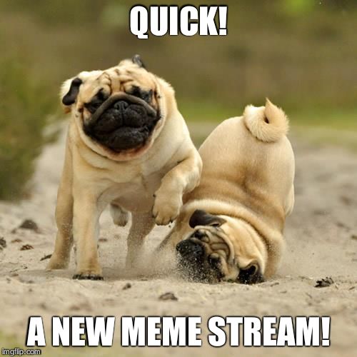 RUN! pugs | QUICK! A NEW MEME STREAM! | image tagged in run! pugs | made w/ Imgflip meme maker
