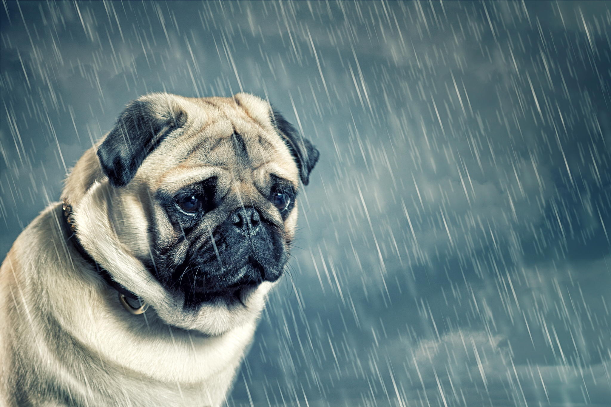 пес, окно, дождь загрузить