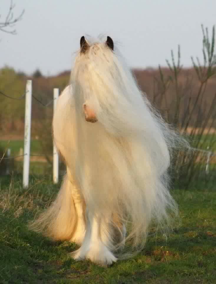Perfect hair day horse Blank Meme Template