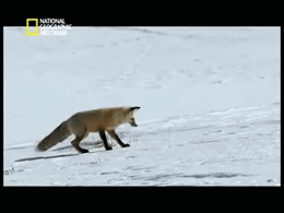 Fox In Gif | IN!!! | image tagged in gifs | made w/ Imgflip video-to-gif maker
