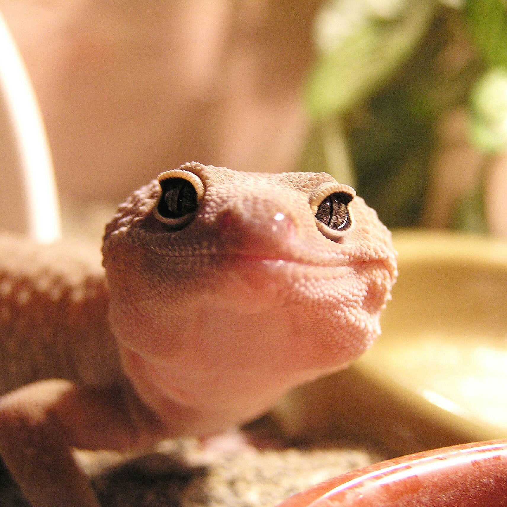 genuinely-happy-gecko Blank Meme Template